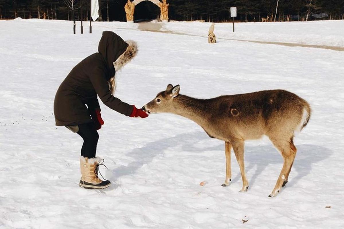 una dona acaricia un cérvol a la neu