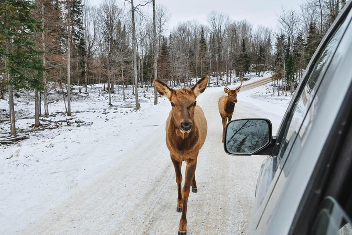 dos rucs caminant per una carretera al costat d'un cotxe