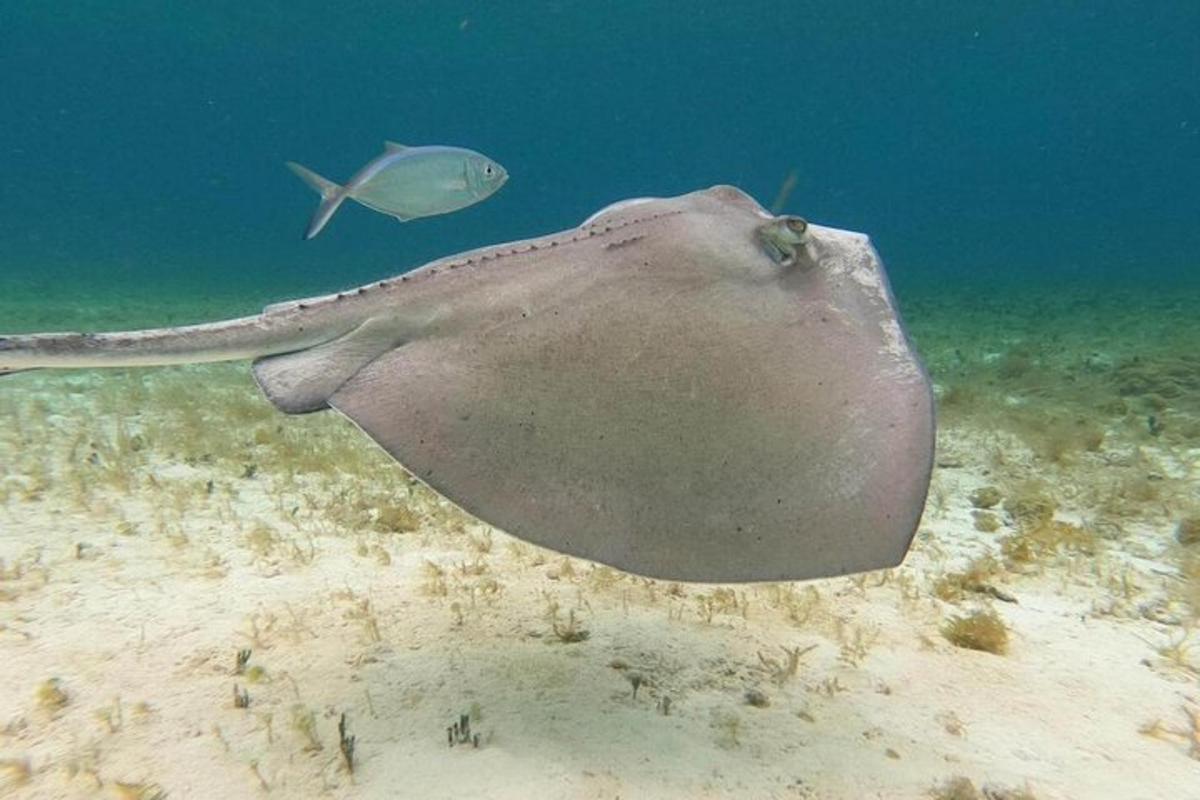 uma arraia está nadando no oceano