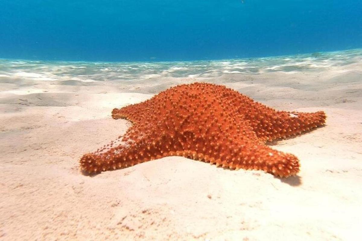 Una estrella de mar yaciendo en la arena de la playa