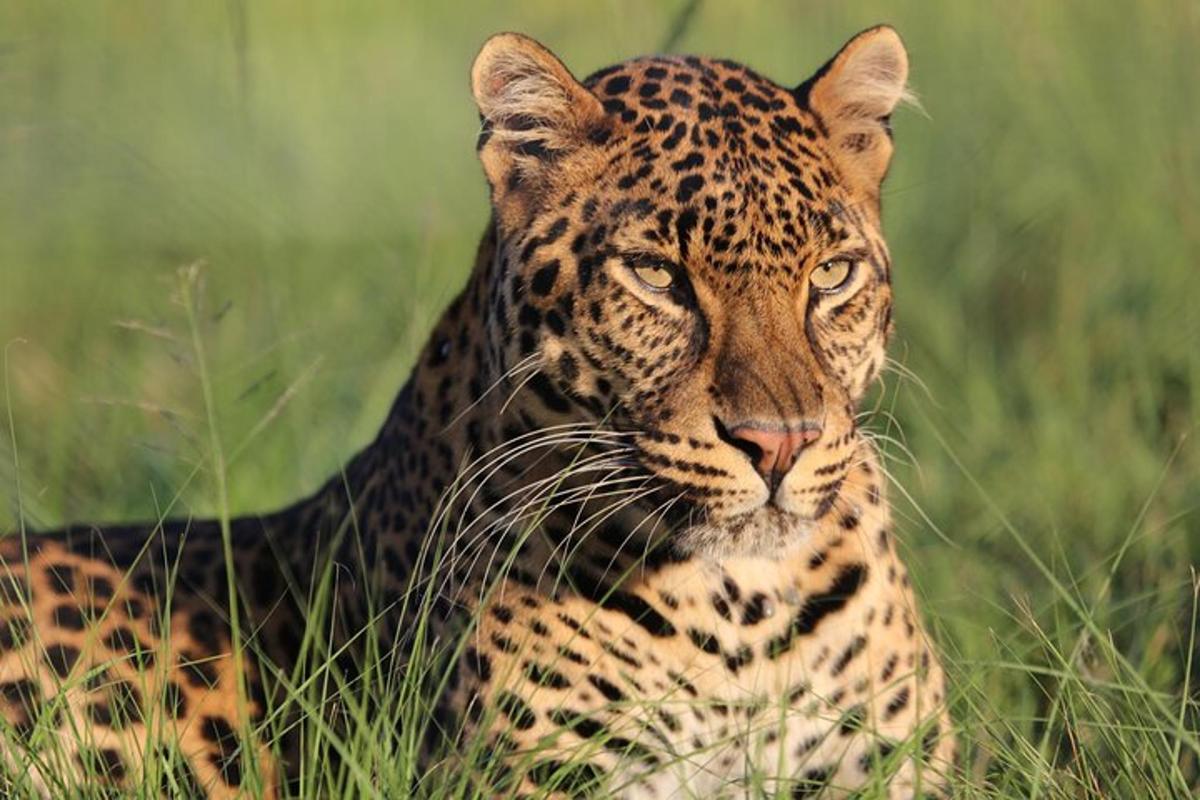 a leopard sitting in a field of grass
