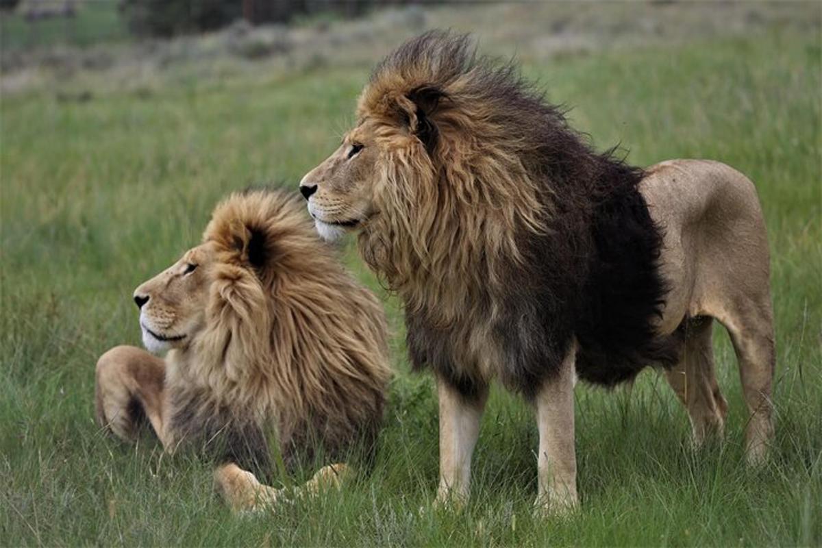 two lions standing in a field of grass