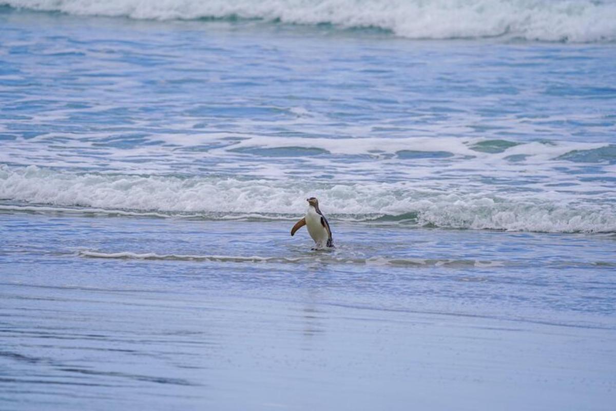 a bird standing in the water on the beach
