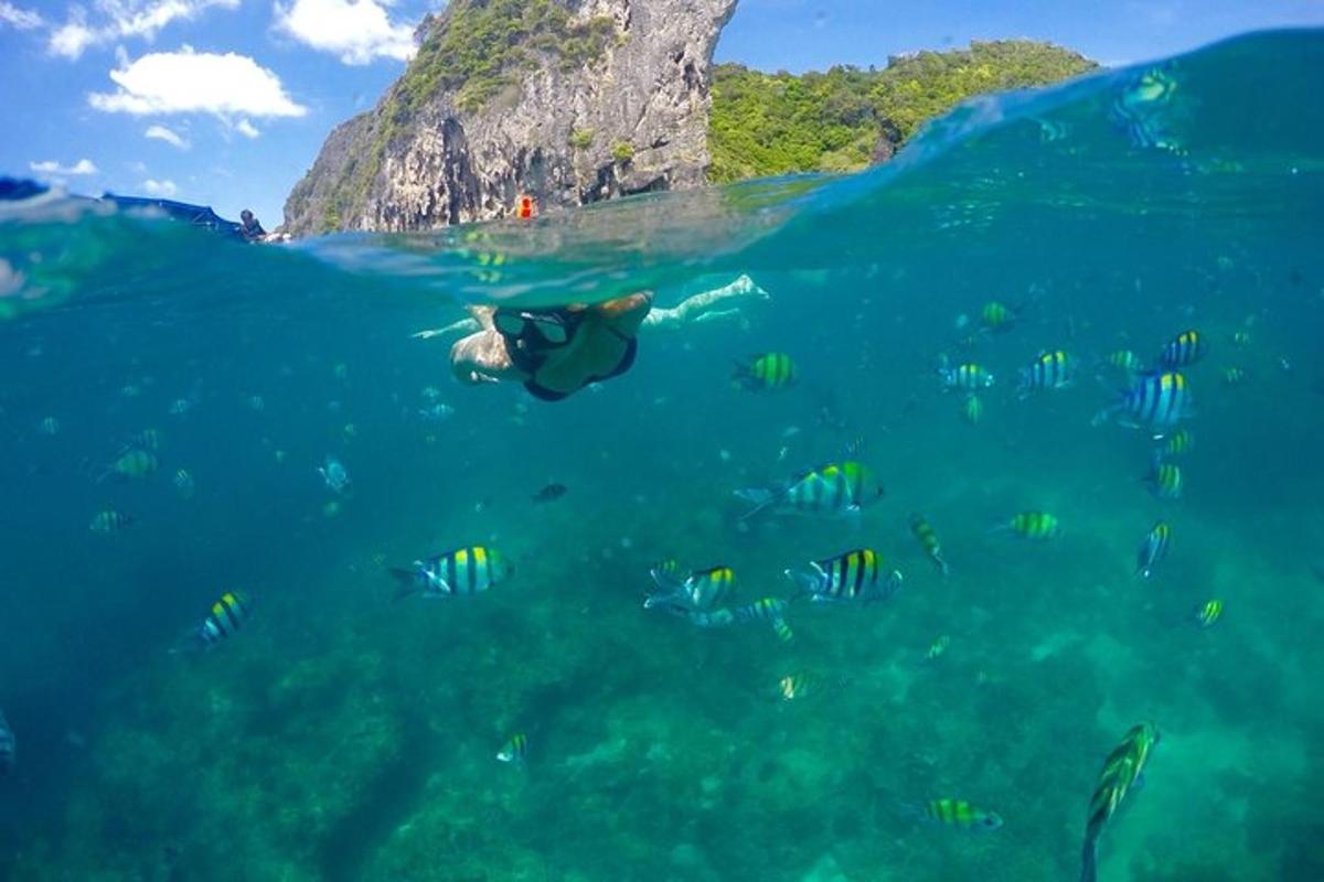 eine Person, die mit einem Fischschwarm im Meer schwimmt