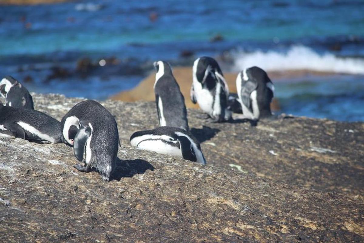 pingviinide rühm, mis seisab ookeani lähedal kaljul