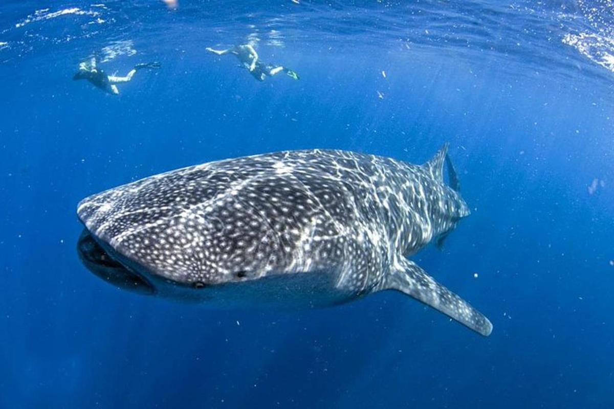 青い海を泳ぐジンベイザメ