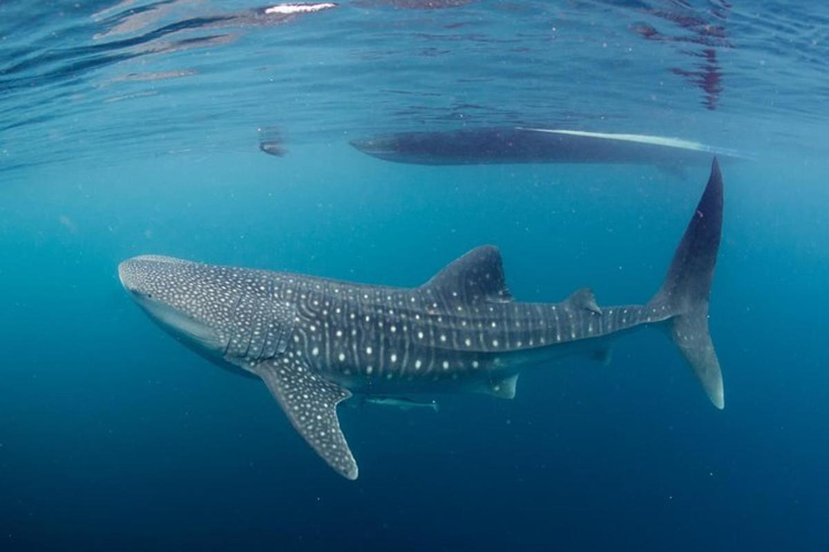 un tauró balena nedant a l'oceà amb