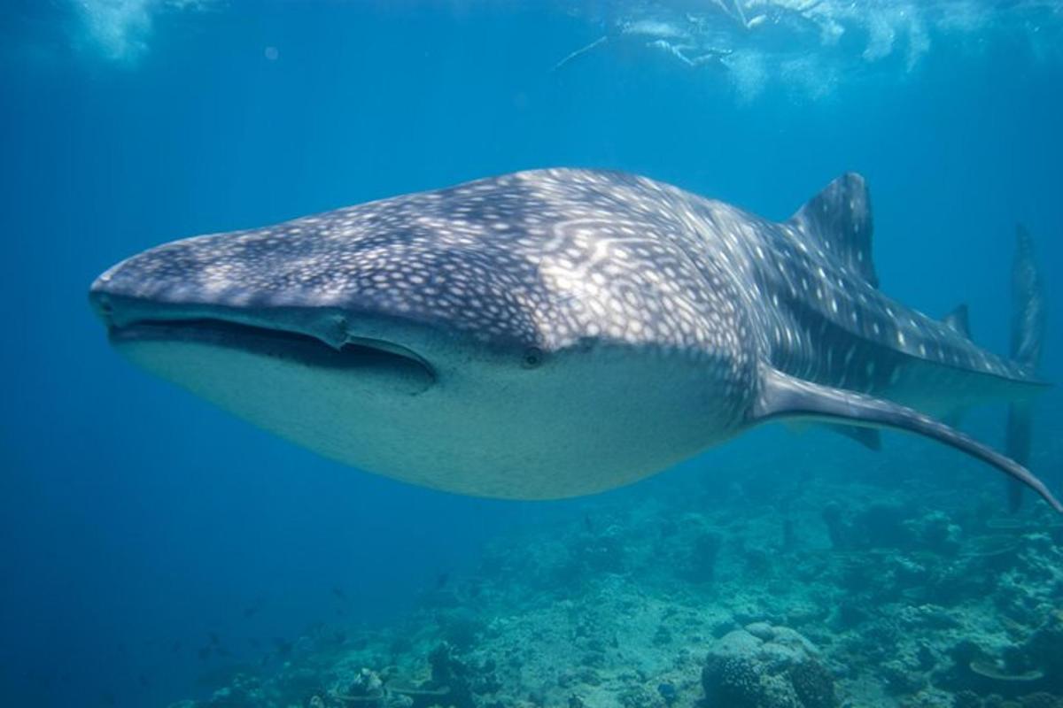 un tauró balena nedant a l'aigua