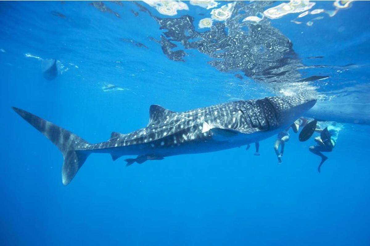 un tauró balena nedant al costat d'un bussejador a l'oceà