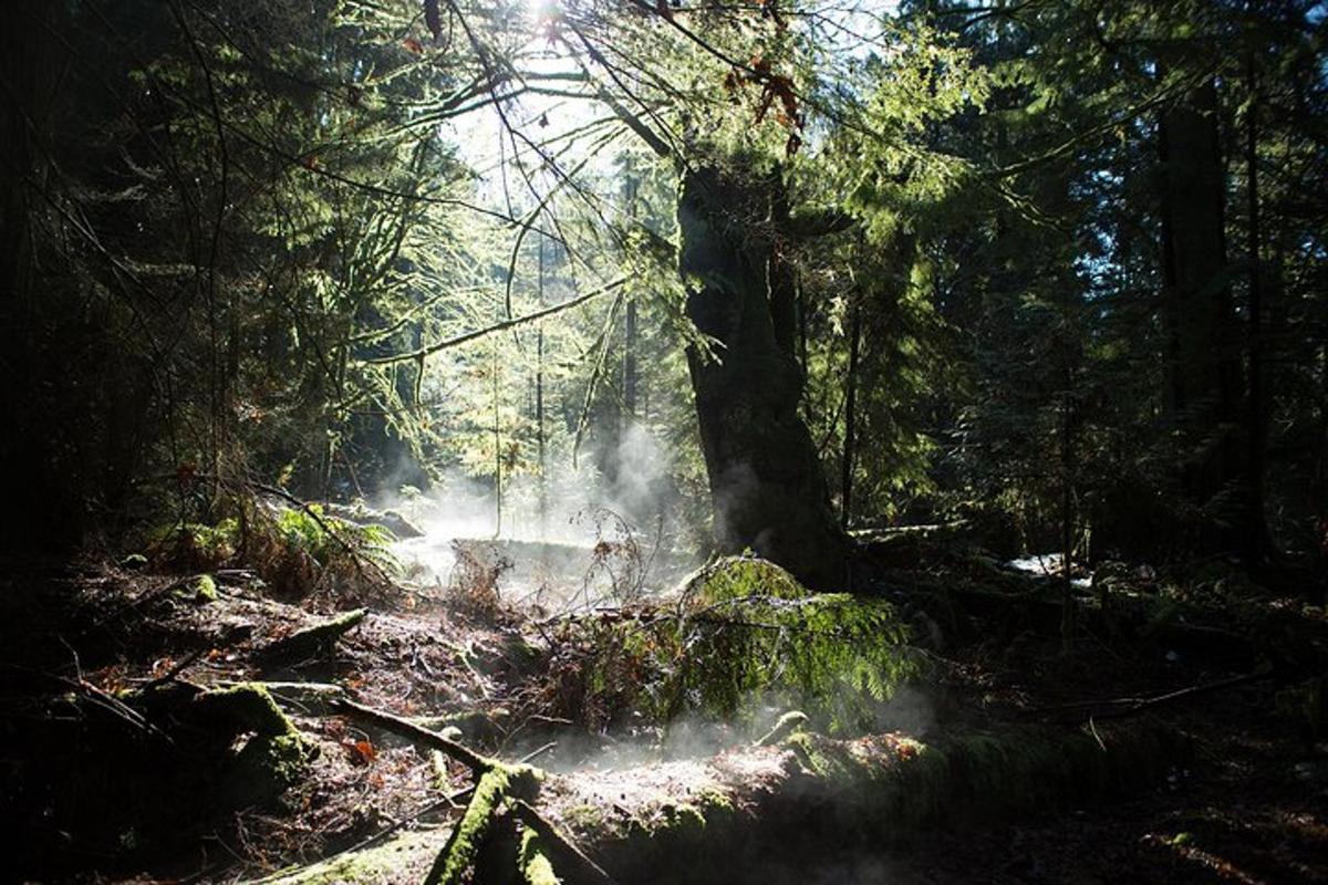 una foresta con un incendio nel mezzo