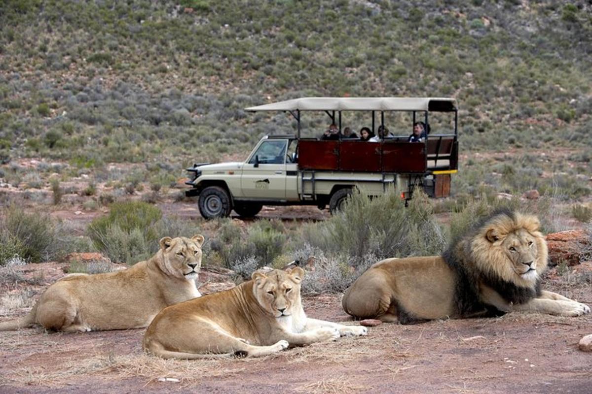 un gruppo di leoni sdraiati davanti a un veicolo