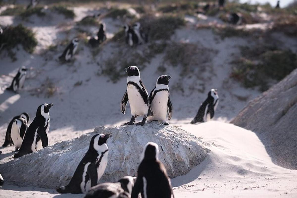 sekumpulan penguin duduk di atas batu