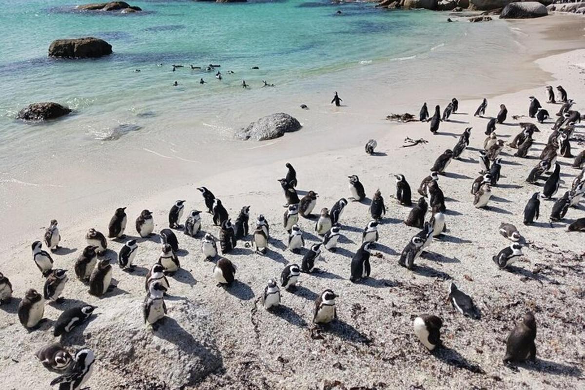 un stol de pinguini stând pe o plajă