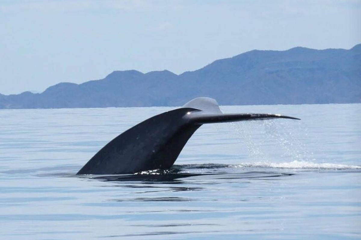 a tail of a whale in the water