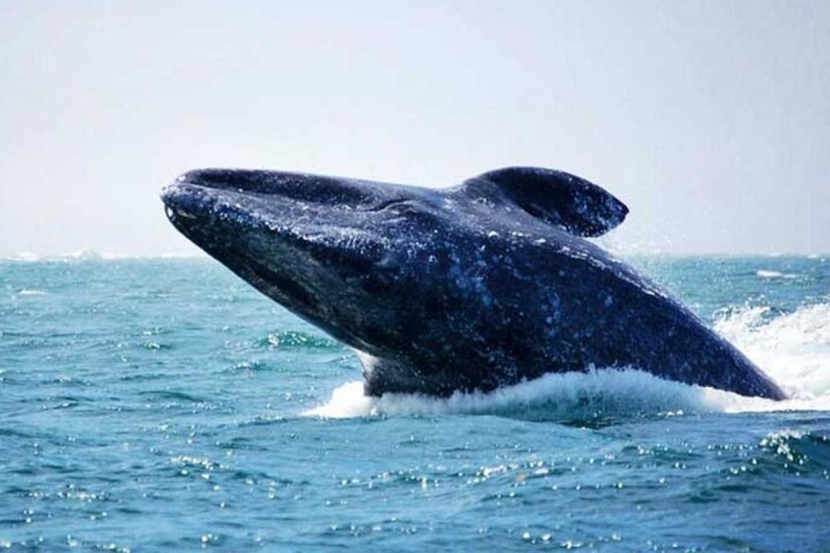 a dolphin in the water with its mouth open