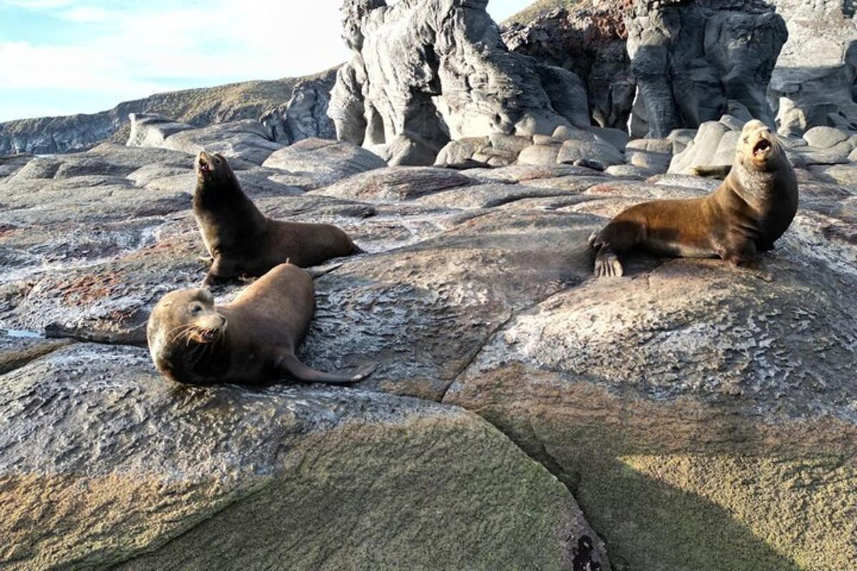 three seals laying on the rocks on a beach