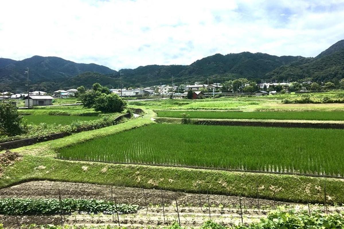 padang rumput hijau dengan latar belakang gunung