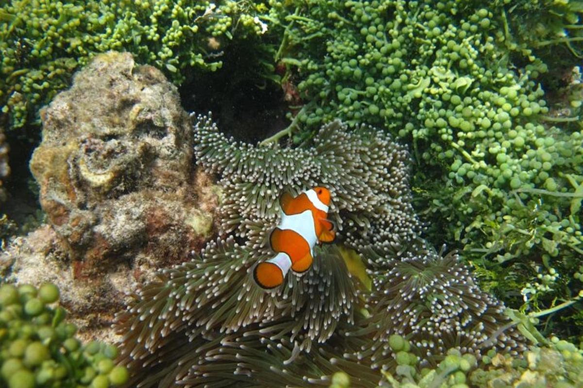 a clown fish swimming in anemoxin