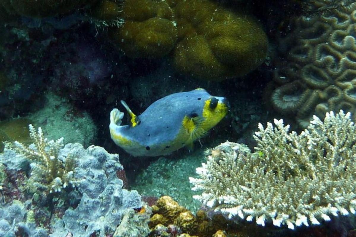 a blue and yellow fish swimming in the ocean