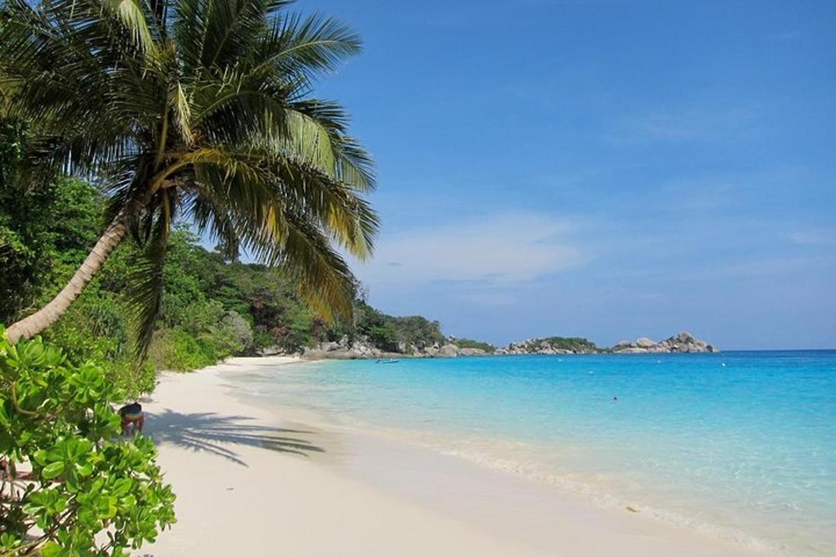 a beach with a palm tree and the ocean