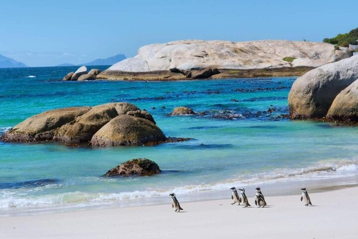 sekumpulan penguin berjalan di pantai