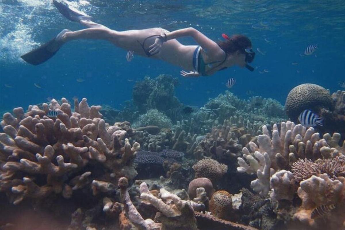 a person swimming over a coral reef