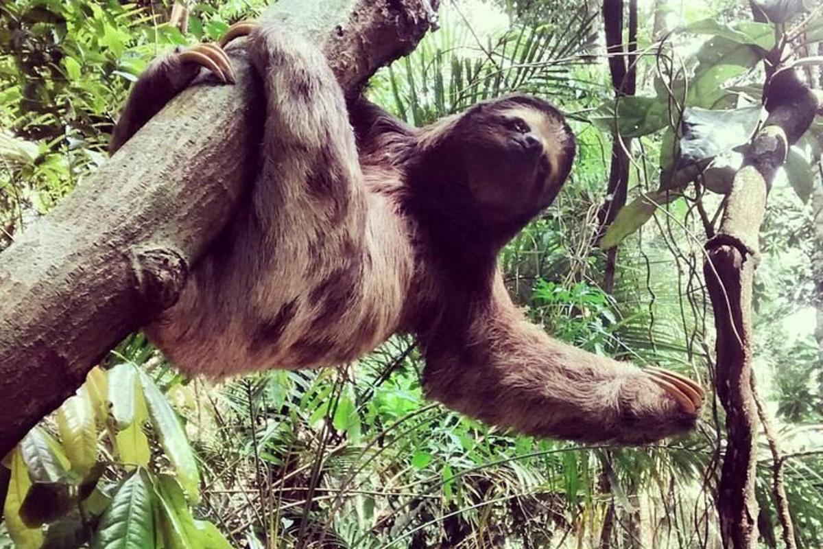 un bradipo tridattilo appeso a un albero