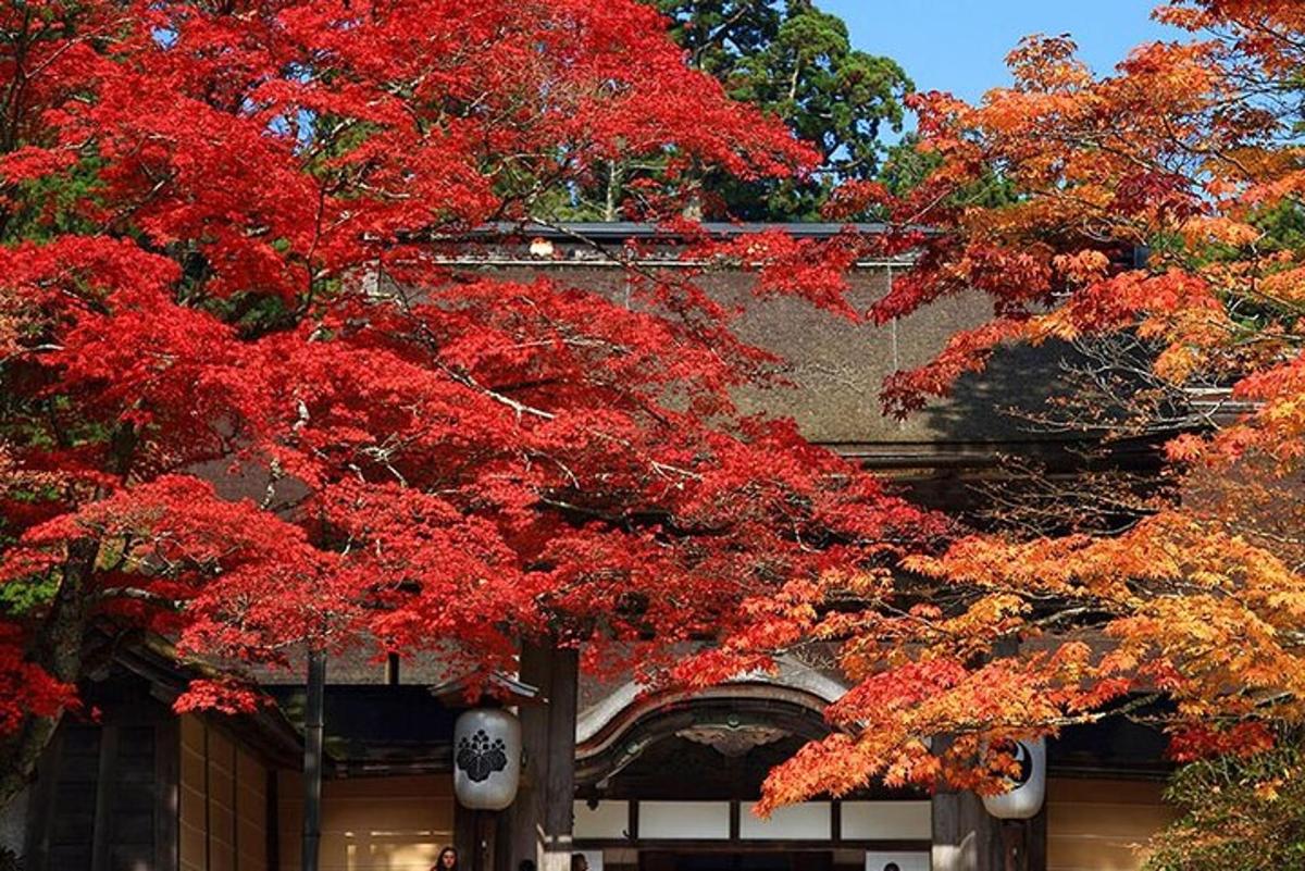 un albero con foglie rosse davanti a un edificio