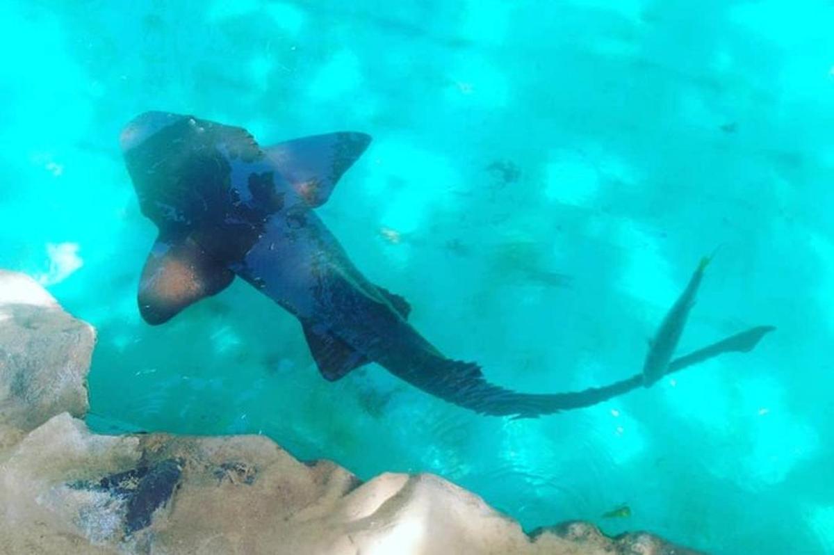 a stingray swimming in the blue water