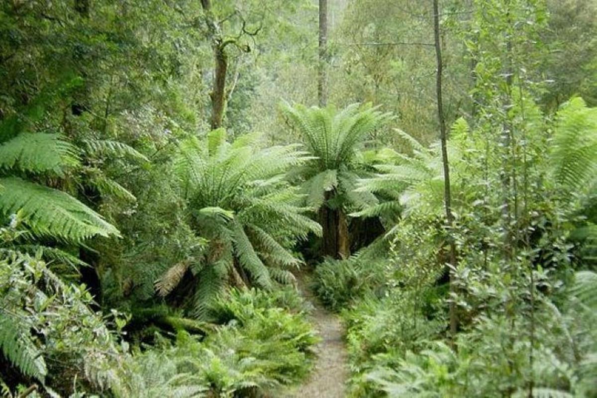 a path in a forest with lush green plants