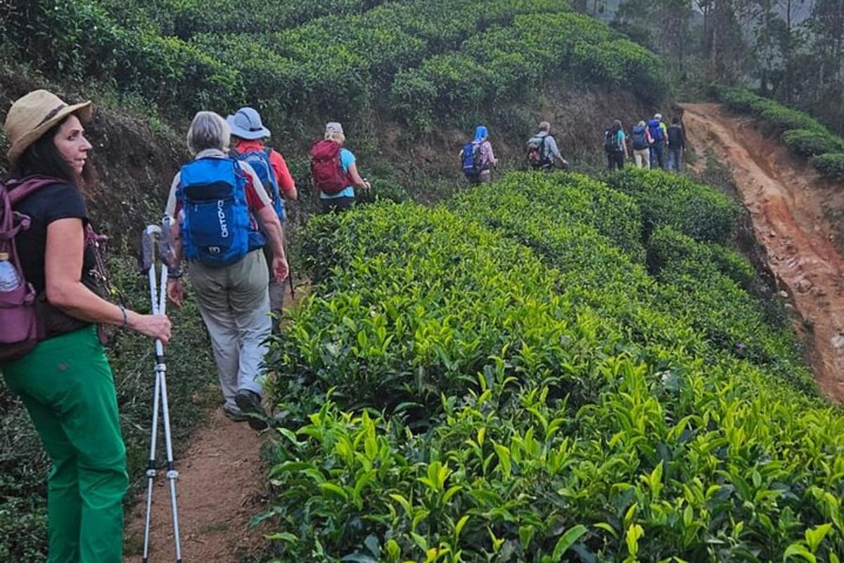 a group of people walking on a trail in a field