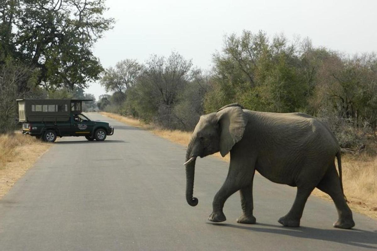 an elephant crossing the road in front of a jeep