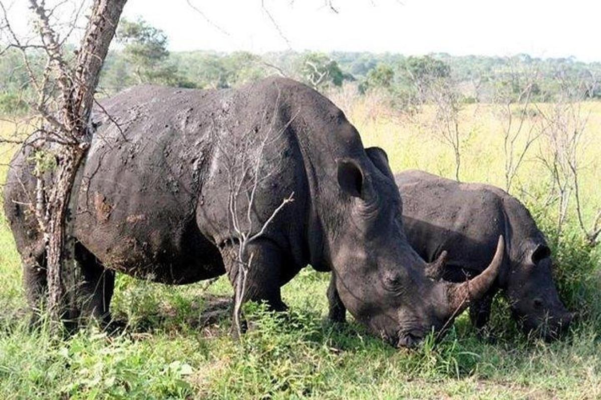 a couple of rhinos standing in the grass