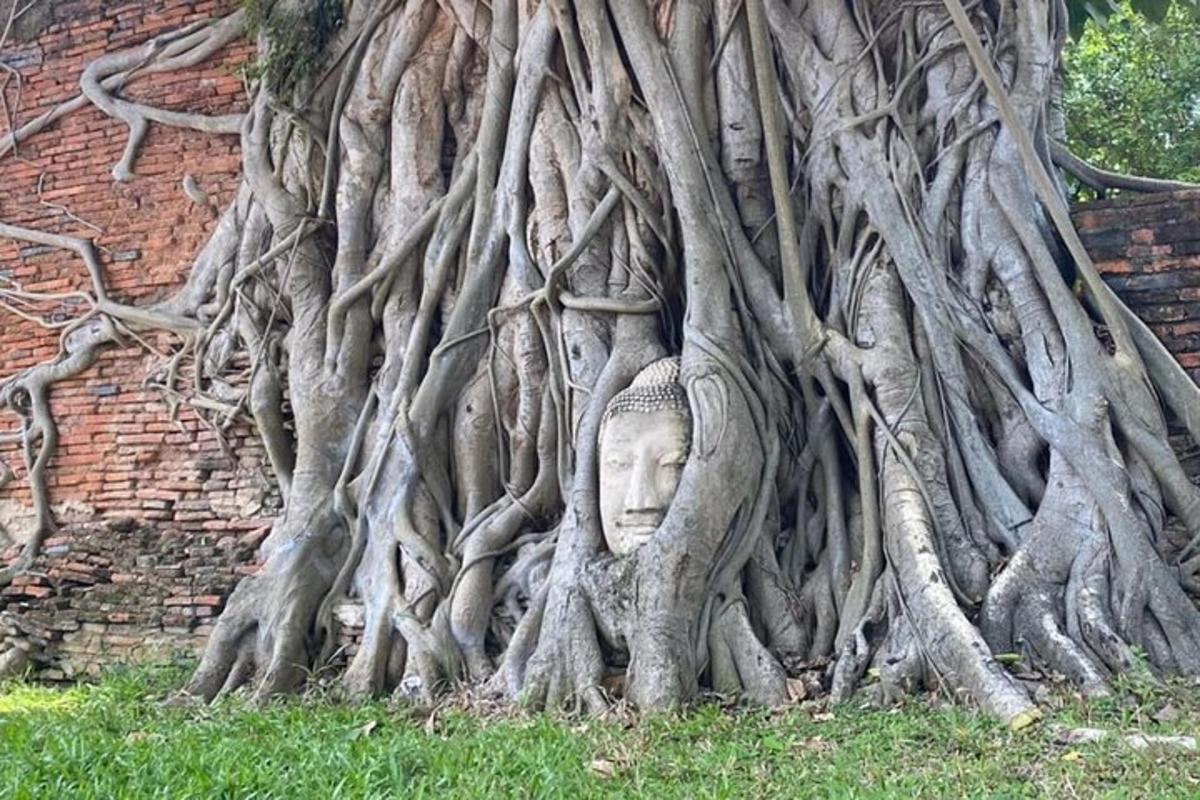 Un árbol con una cabeza en el medio