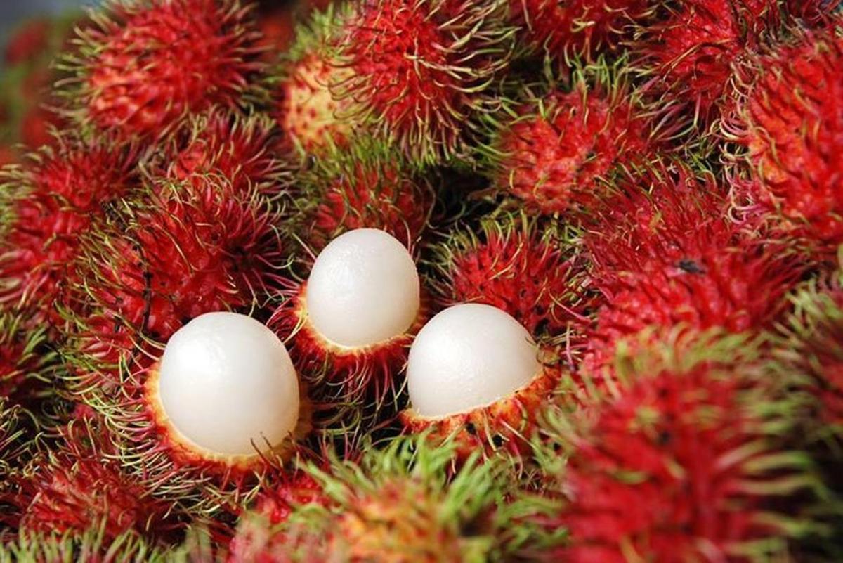 Þrjú egg sitjandi í miðju rambutan tré