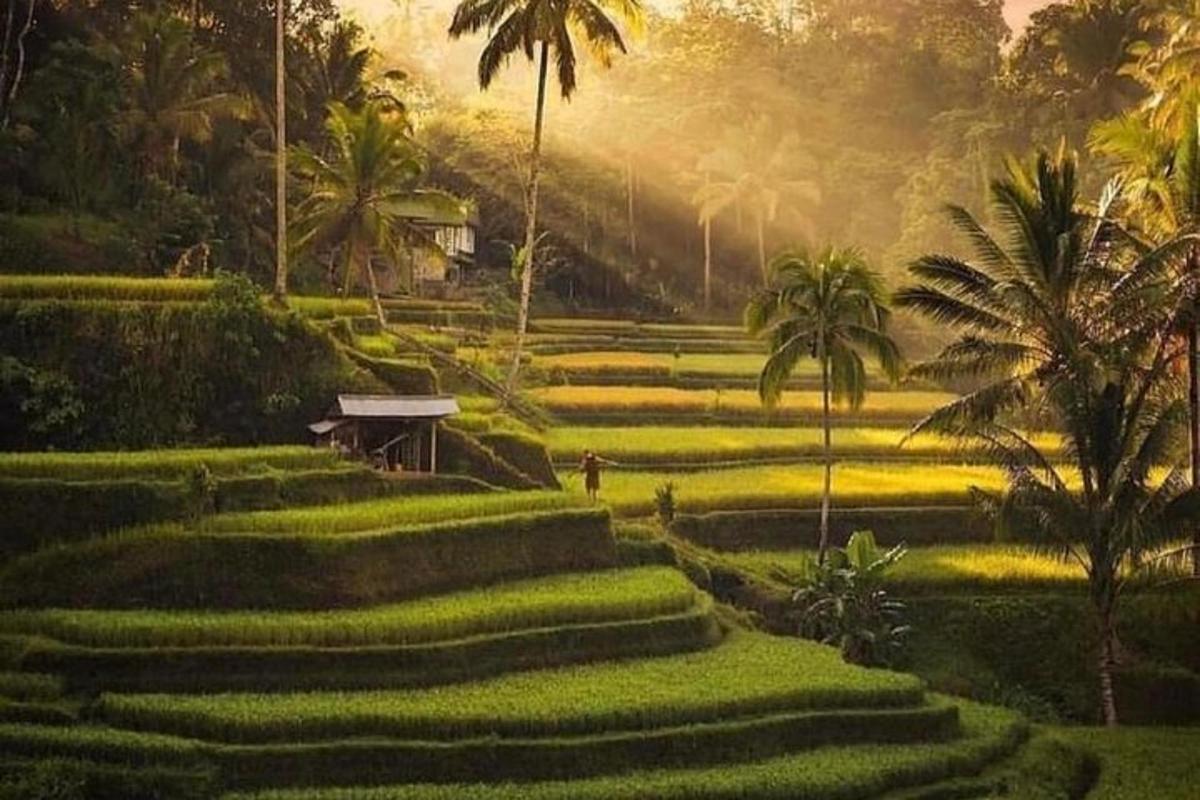 một cánh đồng xanh tươi với những cây cọ và một chiếc ghế dài