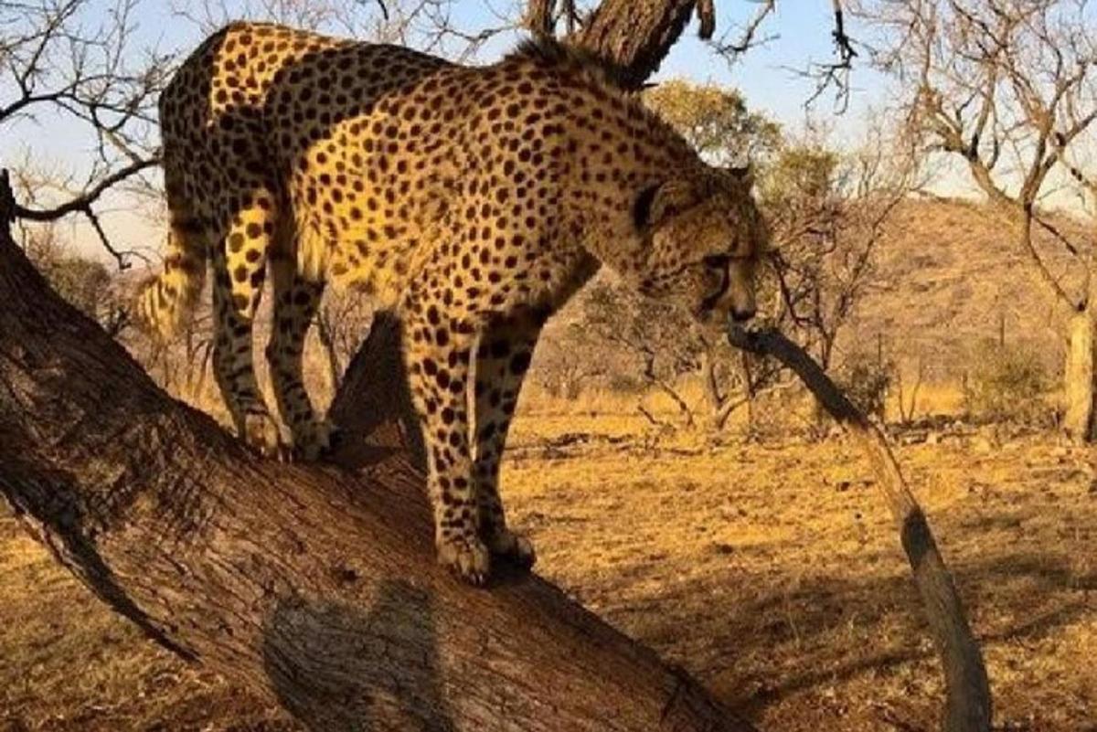 un guepard dempeus al costat d'un arbre en un camp