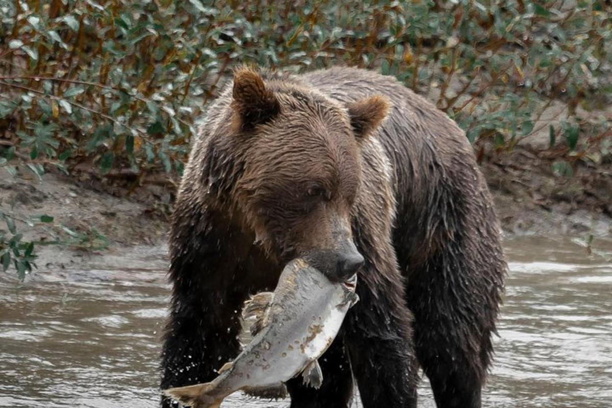a brown bear holding a fish in its mouth