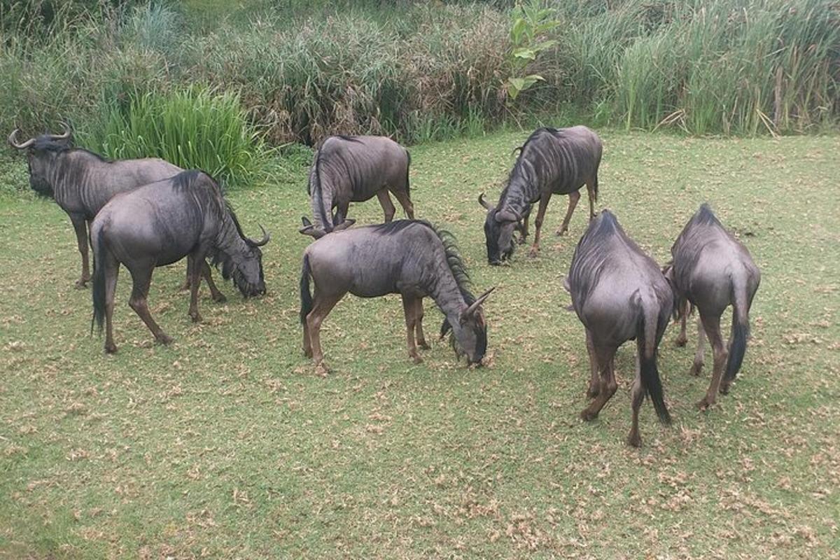 un grup d'animals pasturant a l'herba