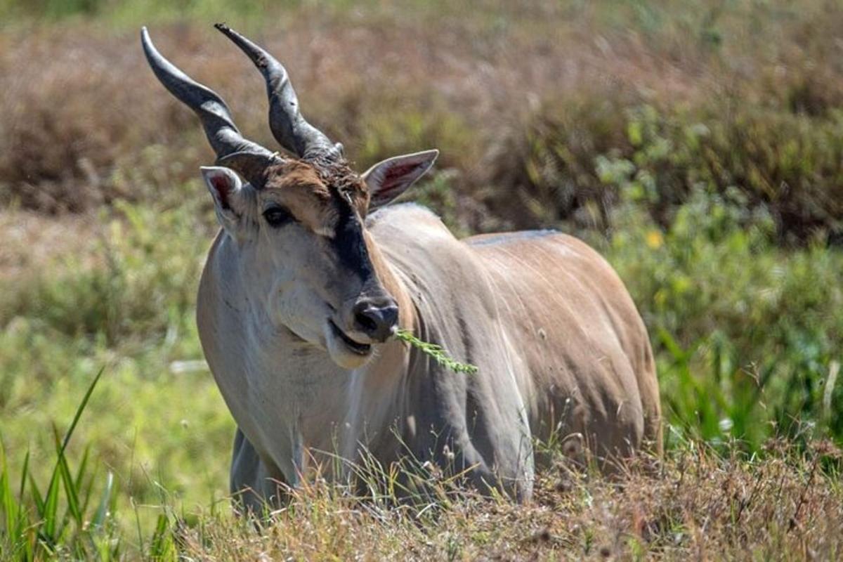 una gasela estirada en un camp d'herba