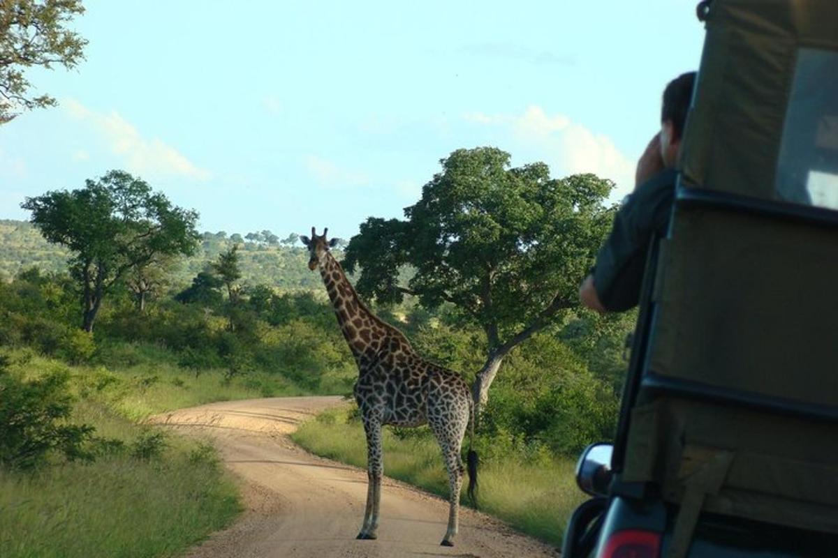 a giraffe standing on a dirt road next to a vehicle