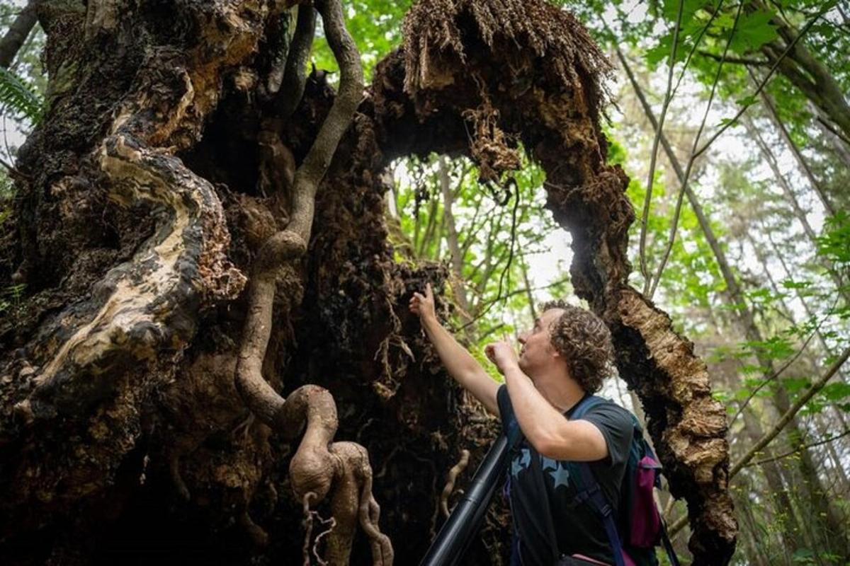 un uomo in piedi accanto a un albero in una foresta