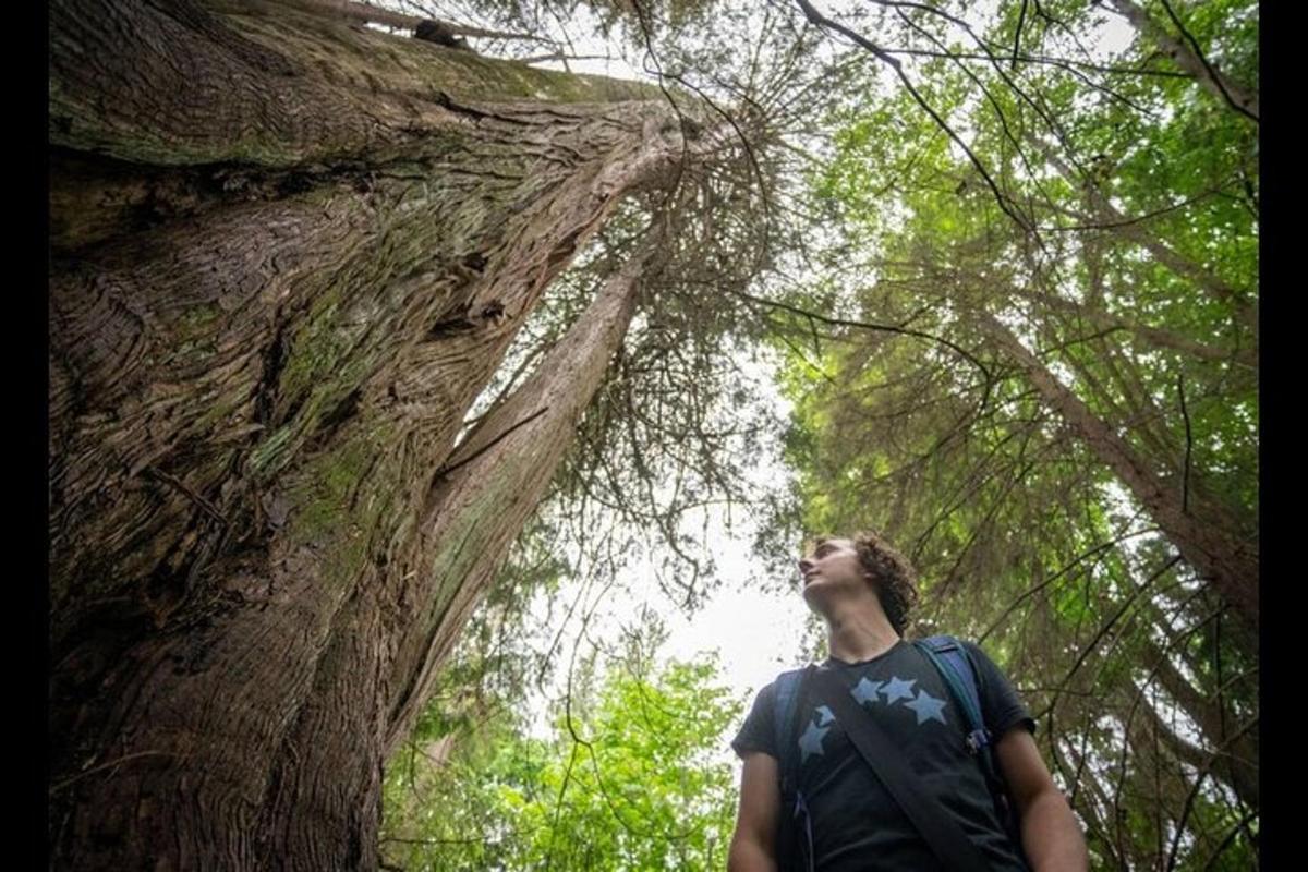 Un hombre mirando hacia un árbol grande