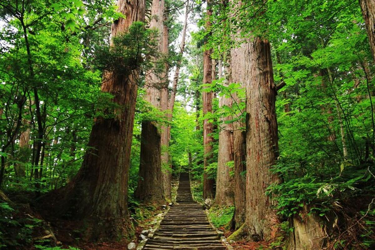 un sentiero attraverso una foresta di alberi con scale in pietra