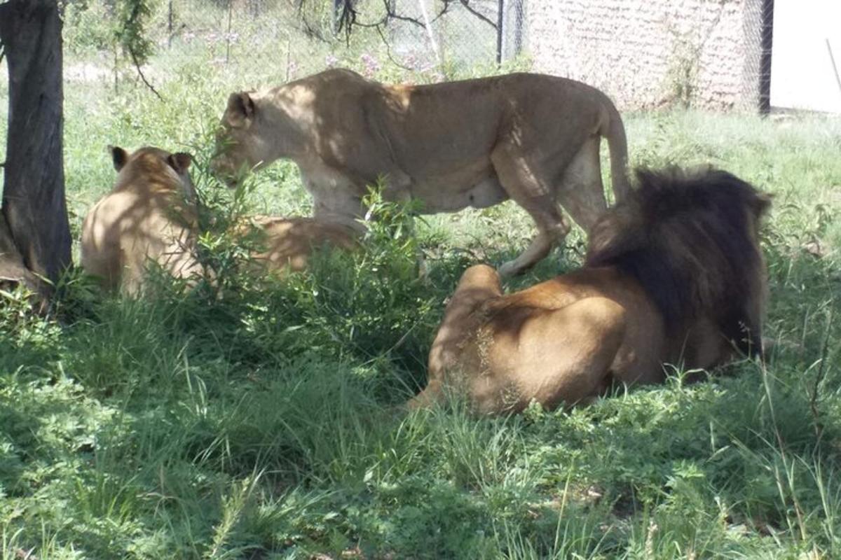 two lions standing in the grass with three lions laying in the grass