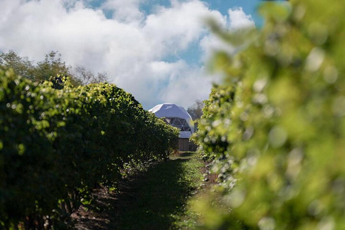 a view of a vineyard with a building in the background