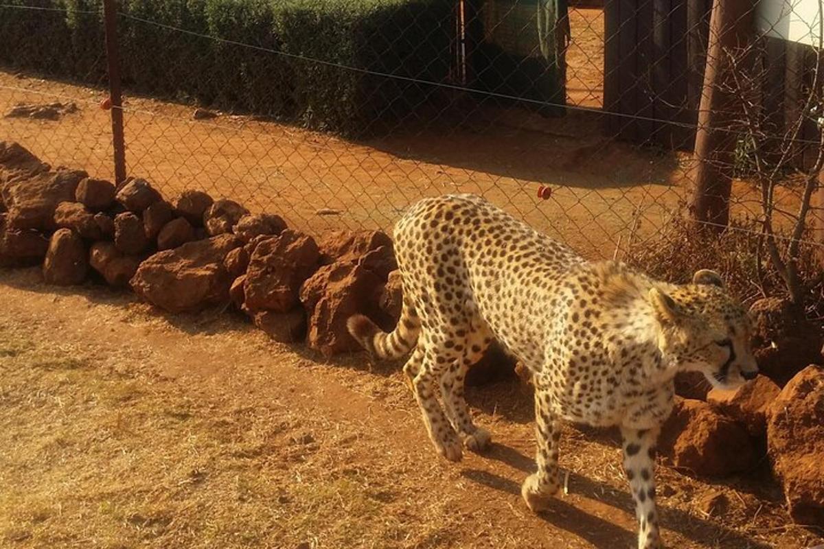 a cheetah walking in front of a fence