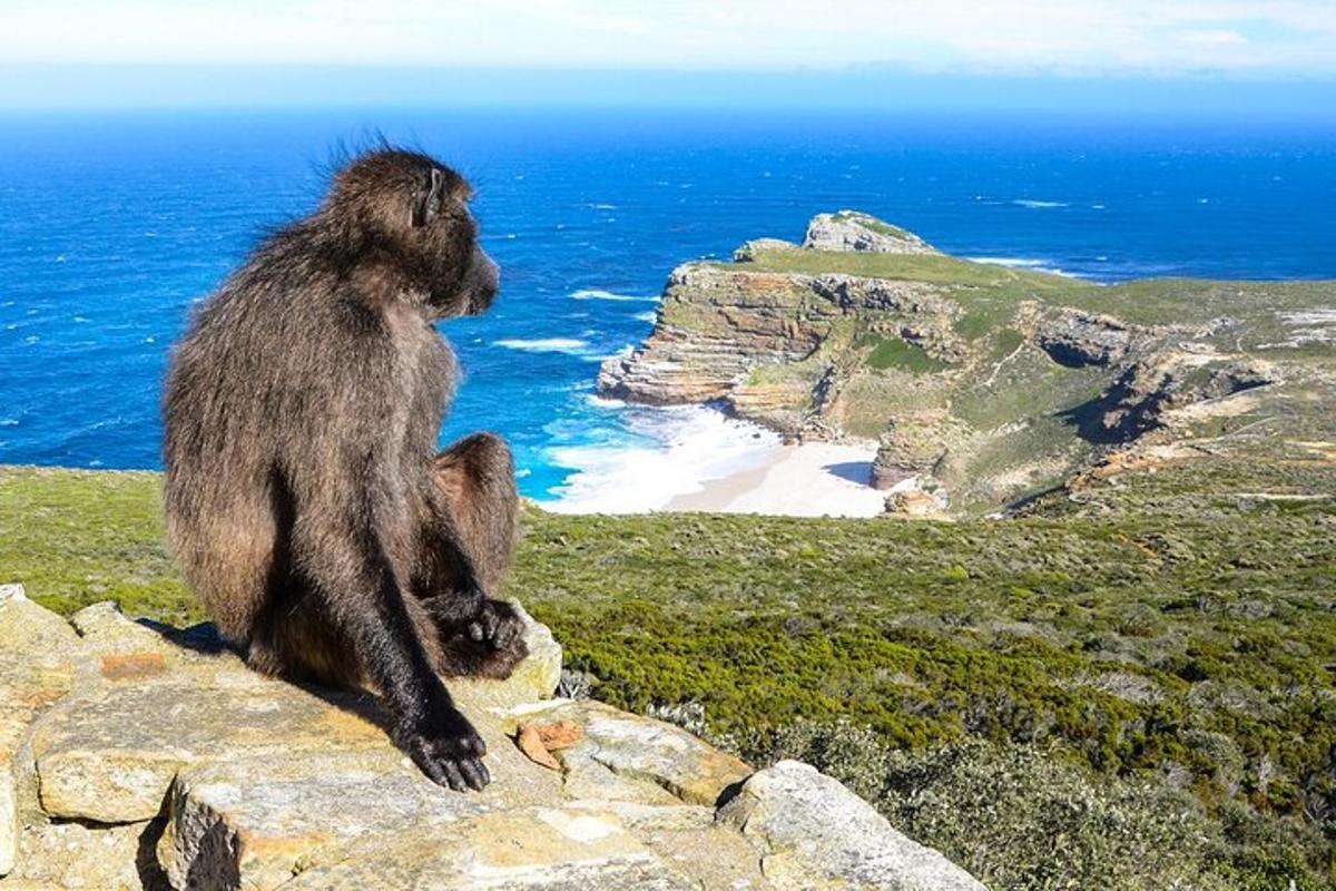 ein Affe, der auf einem Felsen mit Blick auf den Ozean sitzt