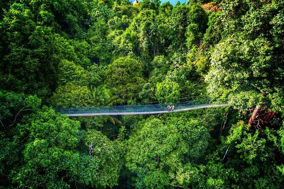 a suspension bridge in the middle of a forest