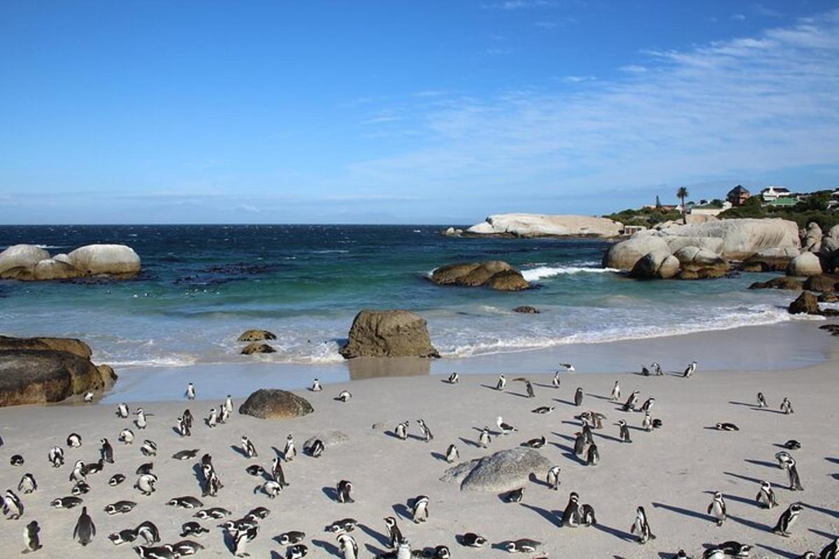 sekawanan penguin berdiri di pantai